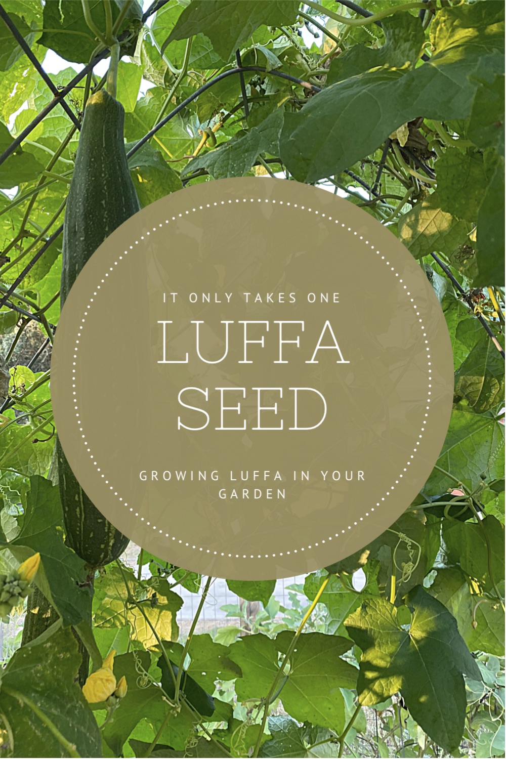 You only need one luffa seed