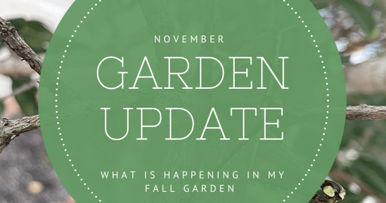 Garden Update